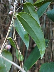 Smilax glabra