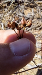 Lichtensteinia obscura