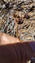Lichtensteinia obscura