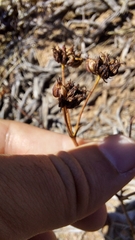 Lichtensteinia obscura