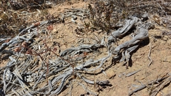 Lichtensteinia obscura