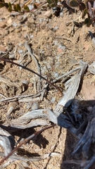 Lichtensteinia obscura