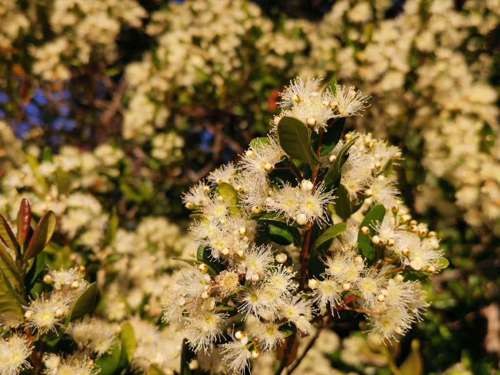 Blepharocalycinae
