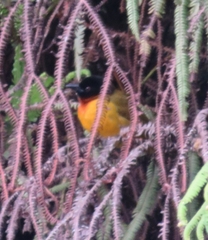 Ploceus alienus