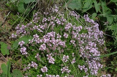 Thymus dimorphus