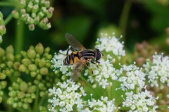 Mesembrius peregrinus