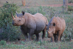 Black Rhinoceros photo 3