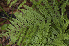 Athyrium sinense