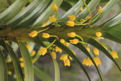 Maxillaria aurea