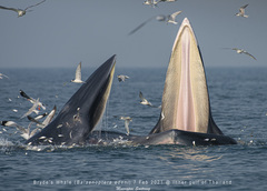 Bryde's Whale photo 2