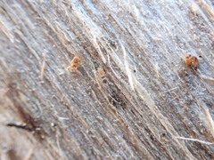 Liposcelis priesneri