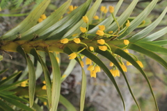Maxillaria aurea