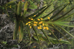 Maxillaria aurea