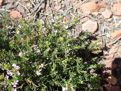 Muraltia dispersa