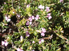 Muraltia dispersa