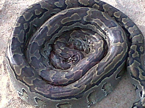 African Rock Python