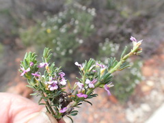 Muraltia dispersa