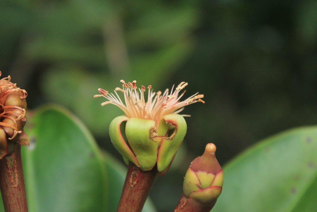 Marcgraviastrum vogelii