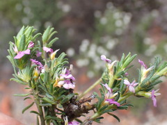 Muraltia dispersa