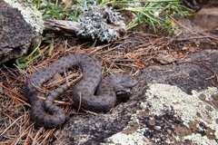 Crotalus pricei
