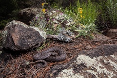 Crotalus pricei