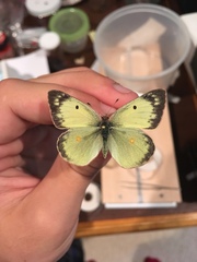 Colias philodice