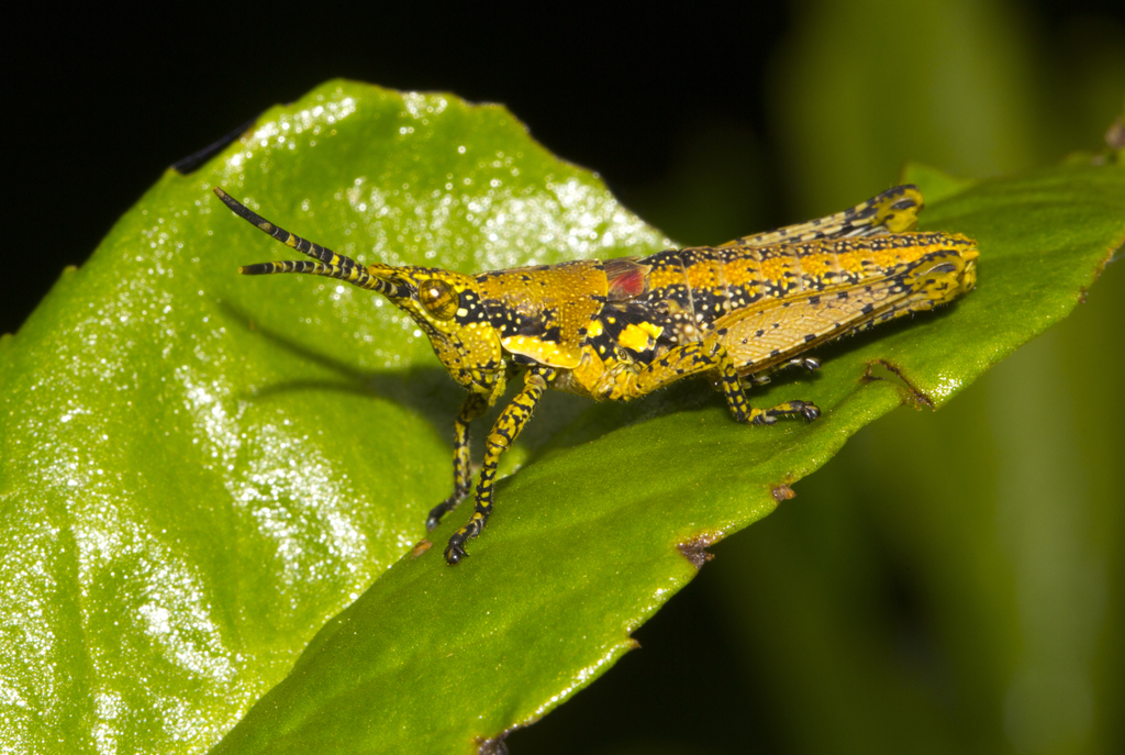 Rubellia nigrosignata