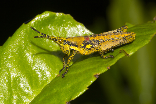 Rubellia nigro-signata Stål, 1875