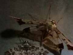 Krananda extranotata