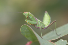 Tarachomantis