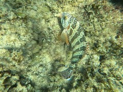 Goniistius rubrolabiatus