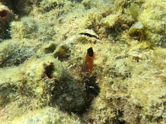Enneapterygius larsonae