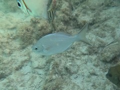Kyphosus cornelii