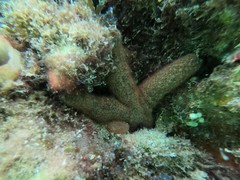 Nepanthia crassa