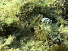 Omobranchus germaini