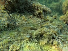 Omobranchus germaini