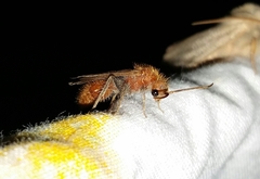 Sphaeropthalma unicolor