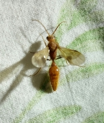 Sphaeropthalma unicolor