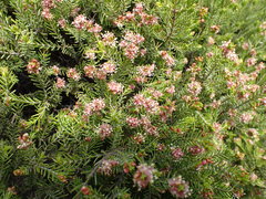 Passerina obtusifolia