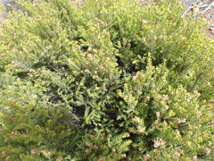 Passerina obtusifolia