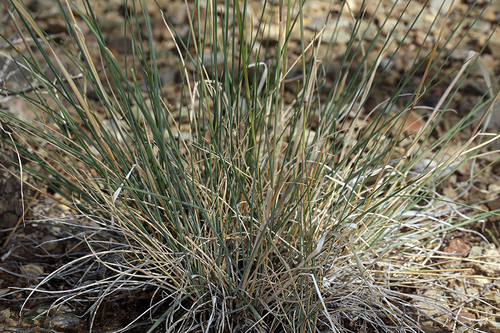 Needle-and-Thread (Plants of Lone Mesa State Park) · iNaturalist