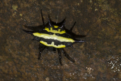 Gasteracantha rhomboidea