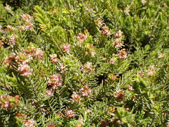 Passerina obtusifolia
