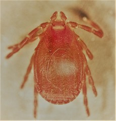 Haemaphysalis parva