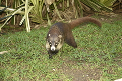 Nasua narica nelsoni