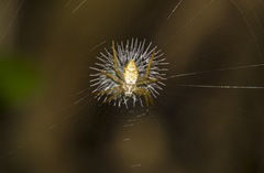 Argiope ranomafanensis
