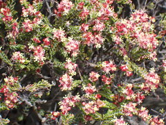 Passerina obtusifolia