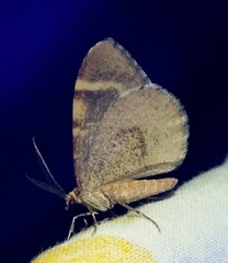 Stamnodes costimacula