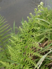 Pteridoideae