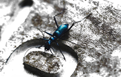 Pogonostoma
